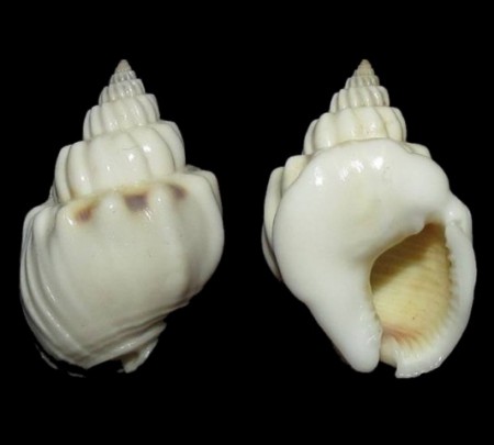 Nassarius arcularia - Camotes Is., Philippines - 29.5mm